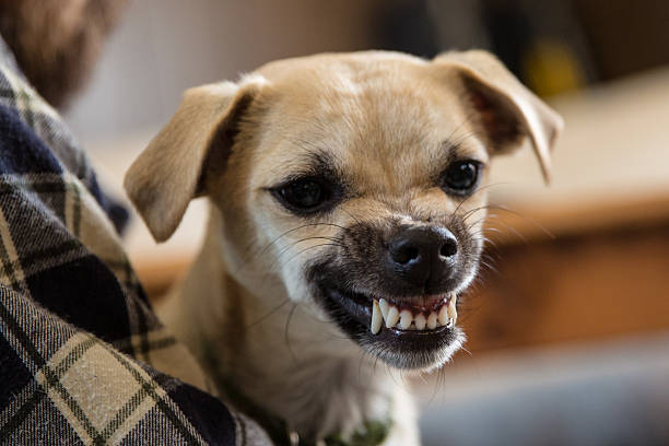 Un perro pequeño muestra sus dientes.